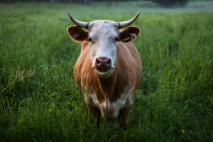 Krowa a wegański ser