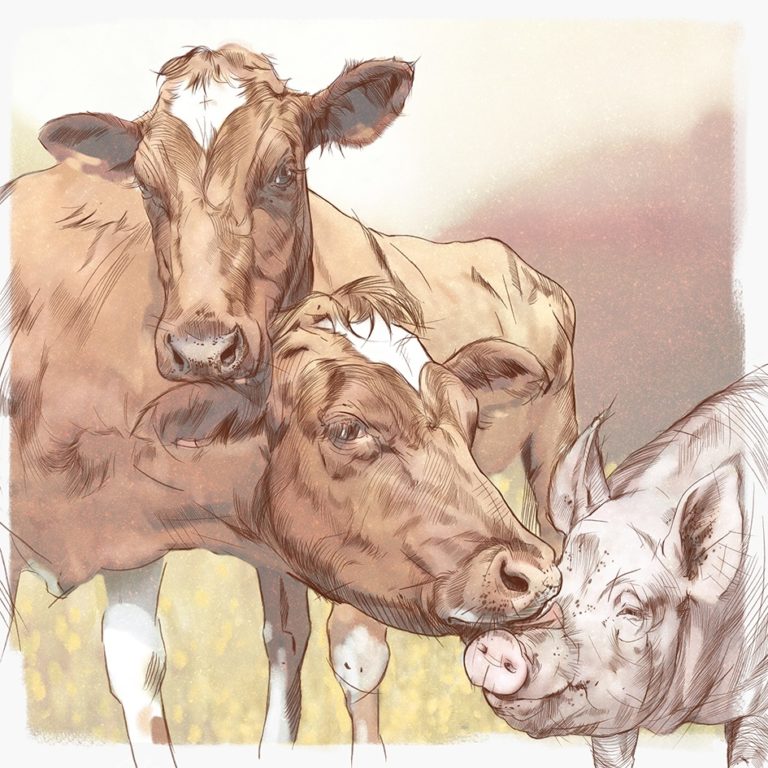 Krowy i świnie empatia
