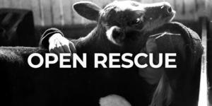 Open Rescue - jak ratować zwierzęta?