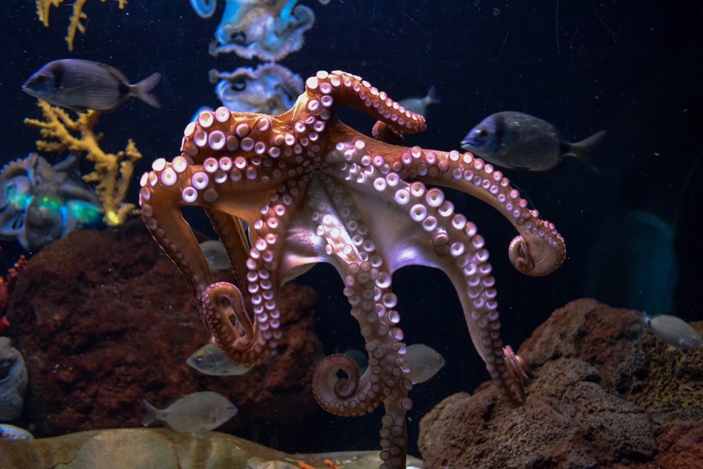 Why you really shouldn't eat octopus?